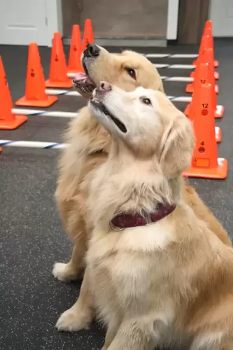 GoldensListening0490